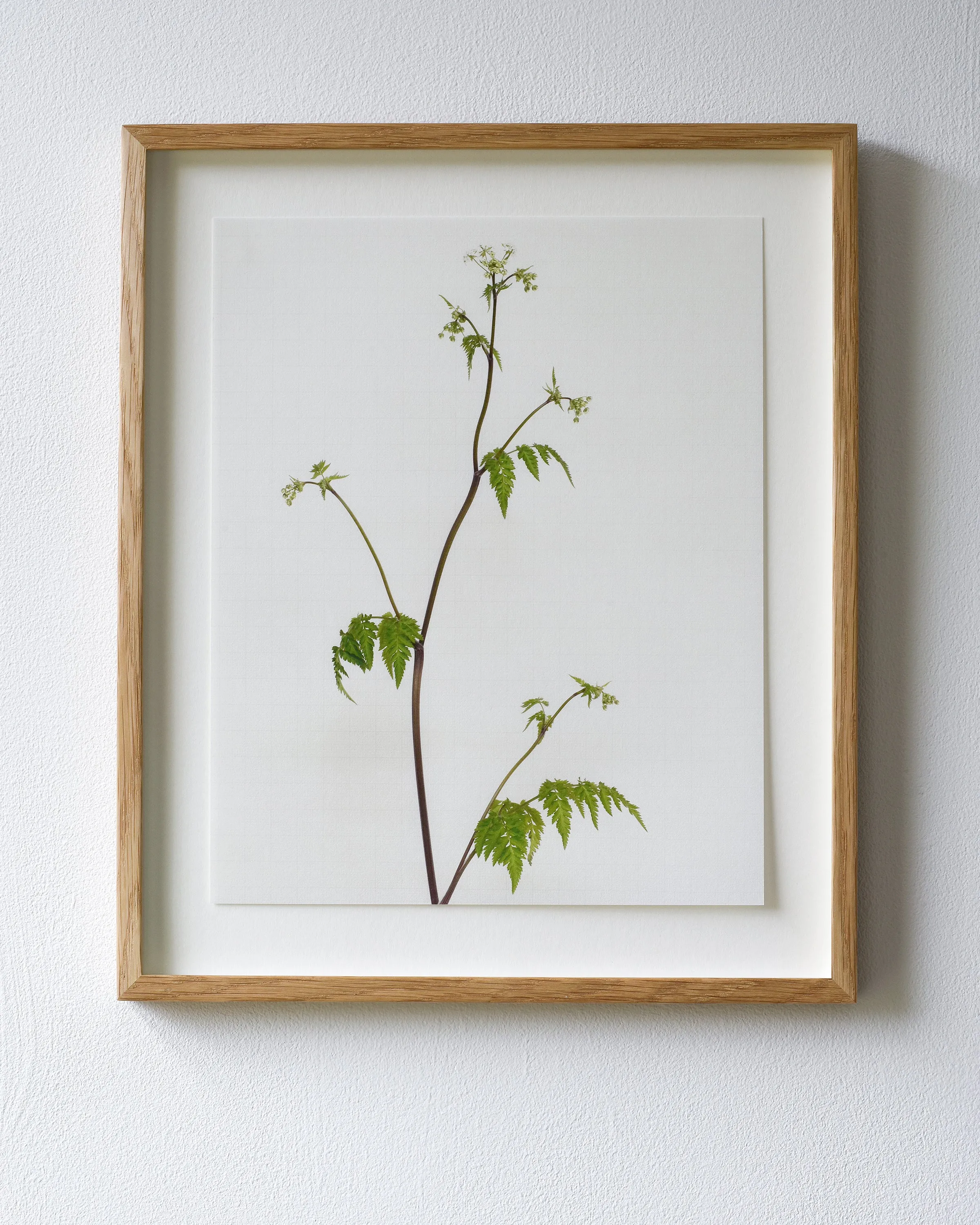 cow parsley 5693